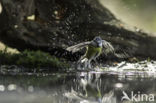 Blue Tit (Parus caeruleus)