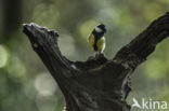 Great Tit (Parus major)