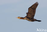 Aalscholver (Phalacrocorax carbo)