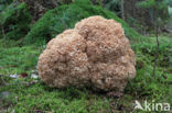 Wood Cauliflower (Sparassis crispa)