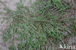 Grondster (Illecebrum verticillatum)