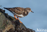 Steenloper (Arenaria interpres)