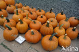 Pumpkin (Cucurbita spec.)