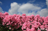 Phlox speciosa