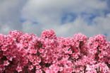 showy phlox (Phlox speciosa)