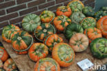 Bottle-gourd (Lagenaria siceraria)