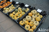 Bottle-gourd (Lagenaria siceraria)