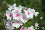 Phlox speciosa