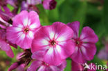 showy phlox (Phlox speciosa)