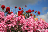 Phlox speciosa