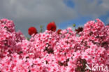 showy phlox (Phlox speciosa)