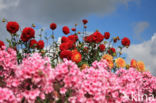 Phlox speciosa