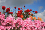 showy phlox (Phlox speciosa)