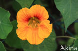 Garden Nasturnium (Tropaeolum majus)