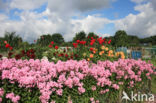 showy phlox (Phlox speciosa)