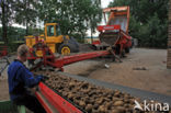 Potato (Solanum tuberosum)