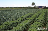 Wild Cabbage (Brassica oleracea)