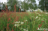 Veldzuring (Rumex acetosa)