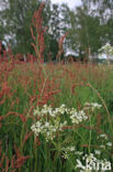 Veldzuring (Rumex acetosa)