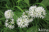 Daslook (Allium ursinum)