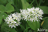 Ramsons (Allium ursinum)