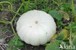 Pompoen (Cucurbita spec.)