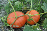 Pompoen (Cucurbita spec.)