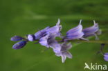 Bluebell (Hyacinthoides non-scripta