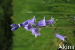 Bluebell (Hyacinthoides non-scripta