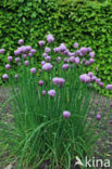 Bieslook (Allium schoenoprasum)