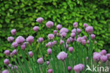 Bieslook (Allium schoenoprasum)