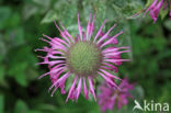 scarlet beebalm (Monarda didyma)