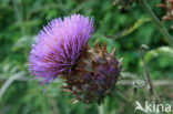 Cardoon (Cynara cardunculus)