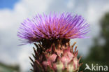 Cardoon (Cynara cardunculus)