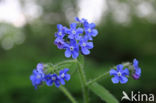 Blue-eyed Mary (Omphalodes verna)