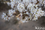 Juneberry (Amelanchier lamarckii)