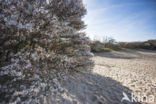 Juneberry (Amelanchier lamarckii)