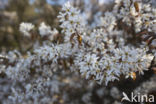 Juneberry (Amelanchier lamarckii)