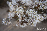 Amerikaans krentenboompje (Amelanchier lamarckii)