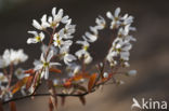 Amerikaans krentenboompje (Amelanchier lamarckii)