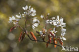 Juneberry (Amelanchier lamarckii)