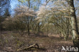 Juneberry (Amelanchier lamarckii)