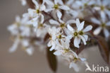 Juneberry (Amelanchier lamarckii)