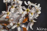 Amerikaans krentenboompje (Amelanchier lamarckii)