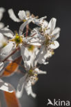 Juneberry (Amelanchier lamarckii)