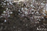 Juneberry (Amelanchier lamarckii)