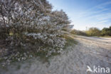 Juneberry (Amelanchier lamarckii)