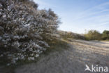 Juneberry (Amelanchier lamarckii)