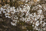 Amerikaans krentenboompje (Amelanchier lamarckii)