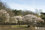 Juneberry (Amelanchier lamarckii)